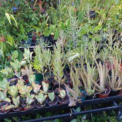 Cacti And Succulents And Potted Plants