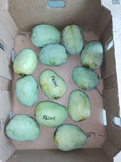 Mangoes (Kesar)