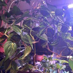 Brazil “Heartleaf” Philodendron Rooted Cuttings