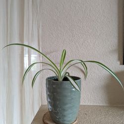 Healthy Beautiful Indoor Plant ( Spider)