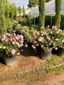 Pink iceberg roses 15 gal