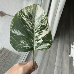 Rooted Variegated Monstera Albo Plant Cutting