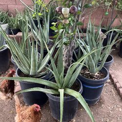 Extra Large Aloe Vera Plants
