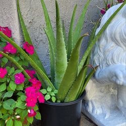 Organic Aloe Vera Plant - Many Medical Benefits