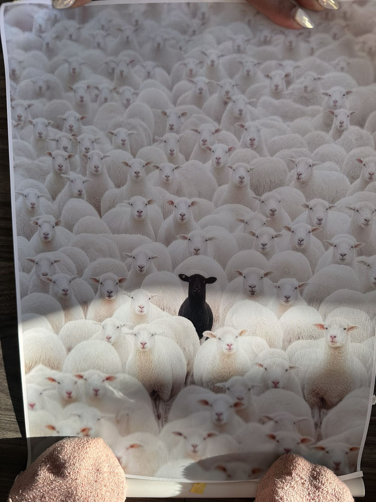 Sheep Canvas Print