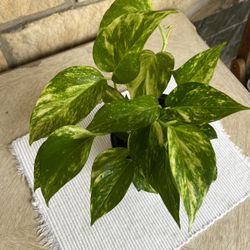 Golden Pothos Plant