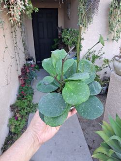 Hoya Obovata Splash Plant $28
