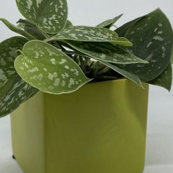 Silver Satin Pothos In Green Ceramic Pot