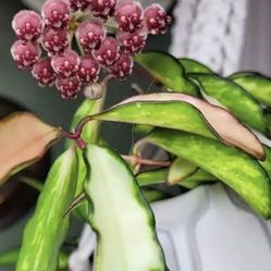 hoya wayetii variegated