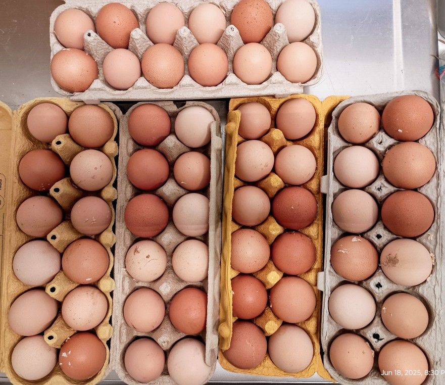 Fresh Organic Large Brown Eggs🥚