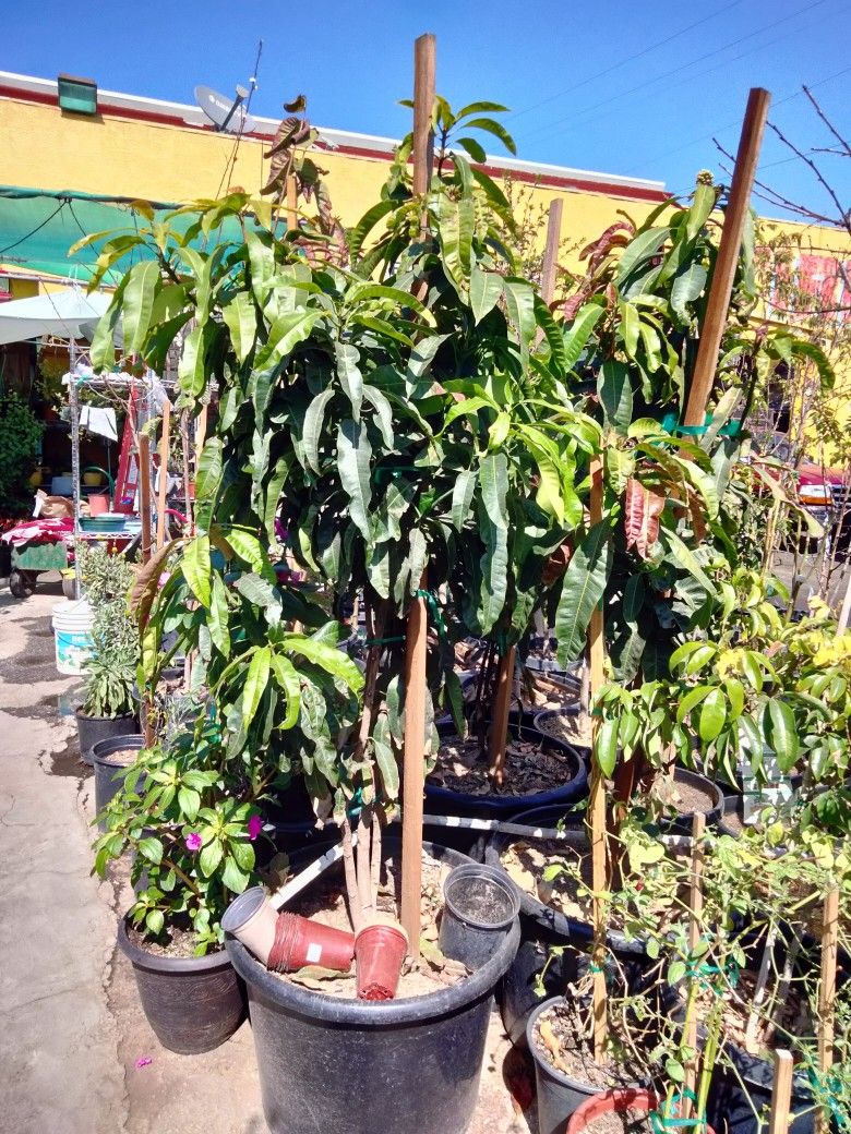 Nueva Esperanza Nursery Les Ofrece Árboles De Mango Indio 4 Diferentes Precios De $45 Y $145 Y $185 $425 Algunos Ya Floreando