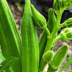 Okra Starter Plant Fully Rooted