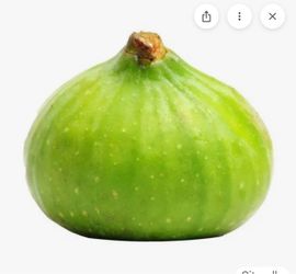 Fig tree