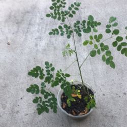 Moring/malunggay Plants