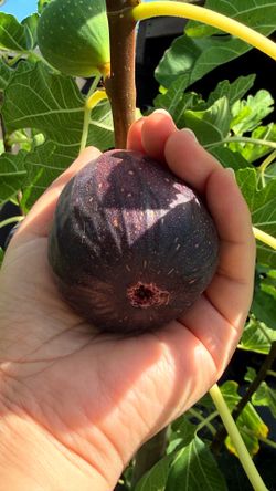 Healthy 1-Gallon Fig Trees – Only a Few Left!
