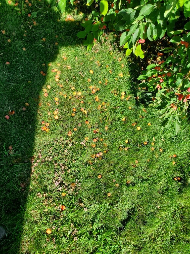 Crabapples