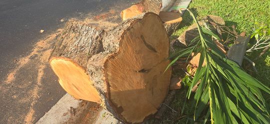 Tree stump slices for tables/art projects - Indian Mahogany
