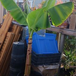 Live Banana Tree,  SEE OTHER OFFERS 