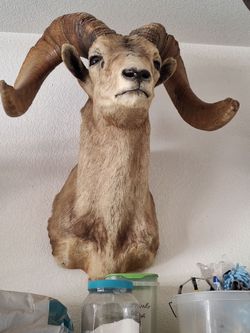 desert bighorn mount