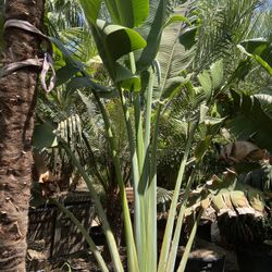 Travelers Palm