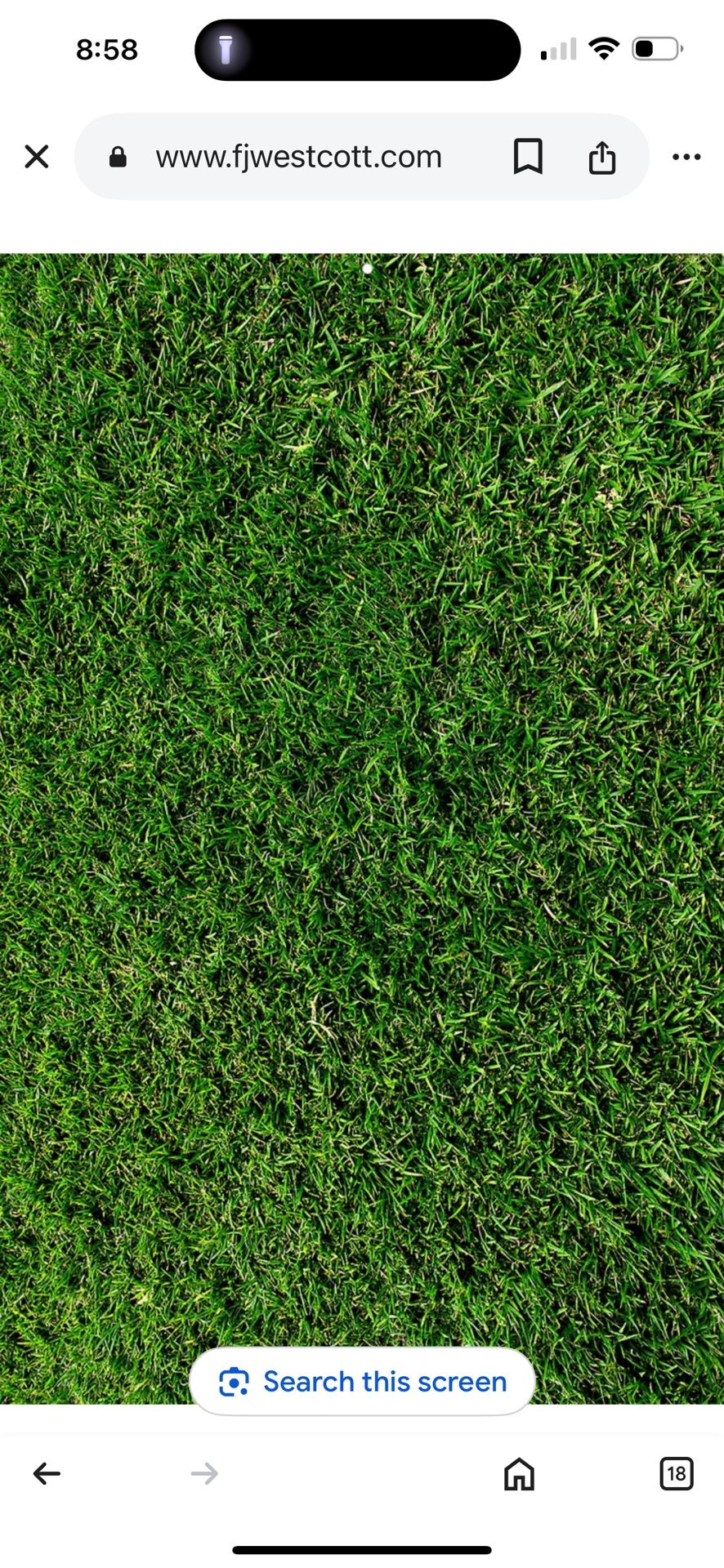 Mowing grass 4 years in the business