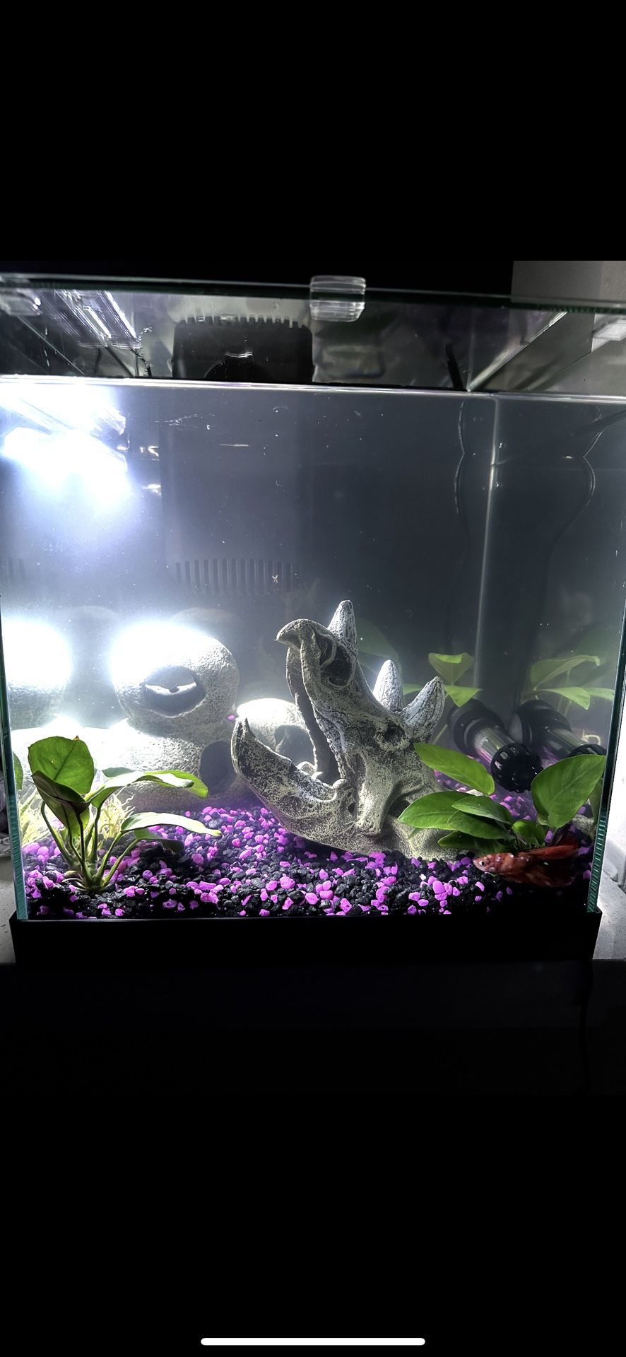 6gal LED Fish Tank With 10gal Filter