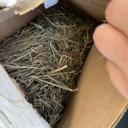 Hay For Sale