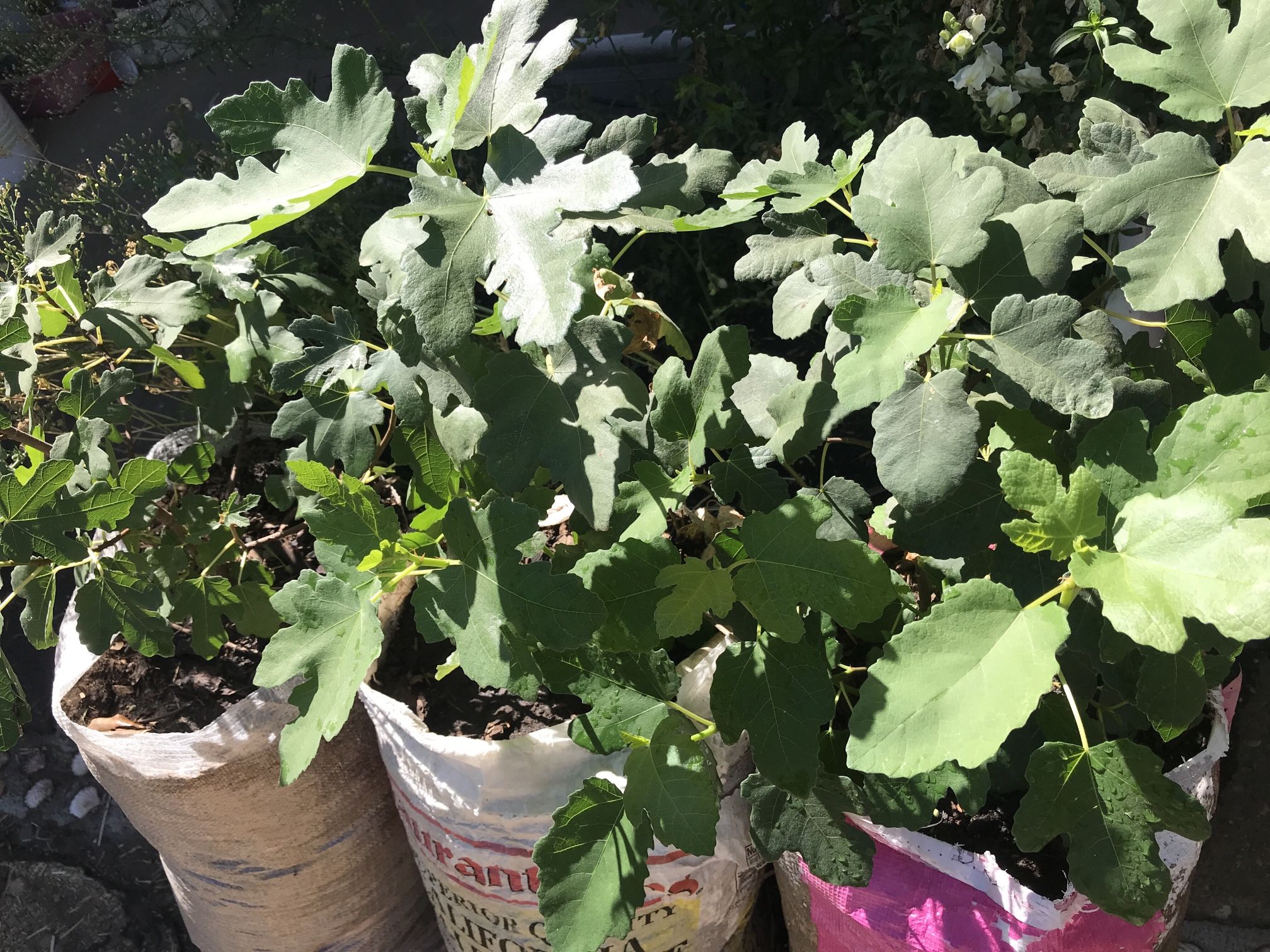 Brown Turkey Fig 100% Organic Tree