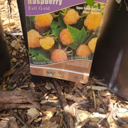 Gold RASBERRY PLANT