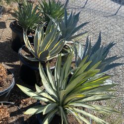 Agave