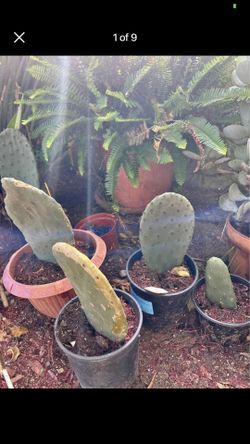Cactus Plant/ Planta De Nopales