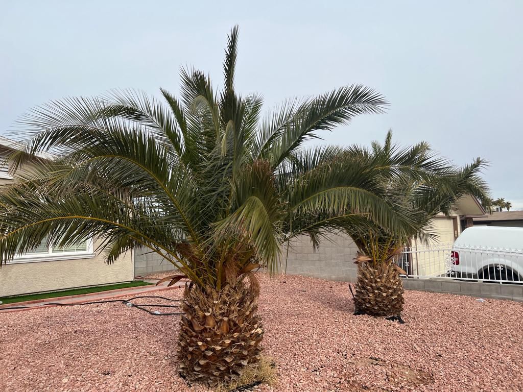 Canary Island Date Palm Tree