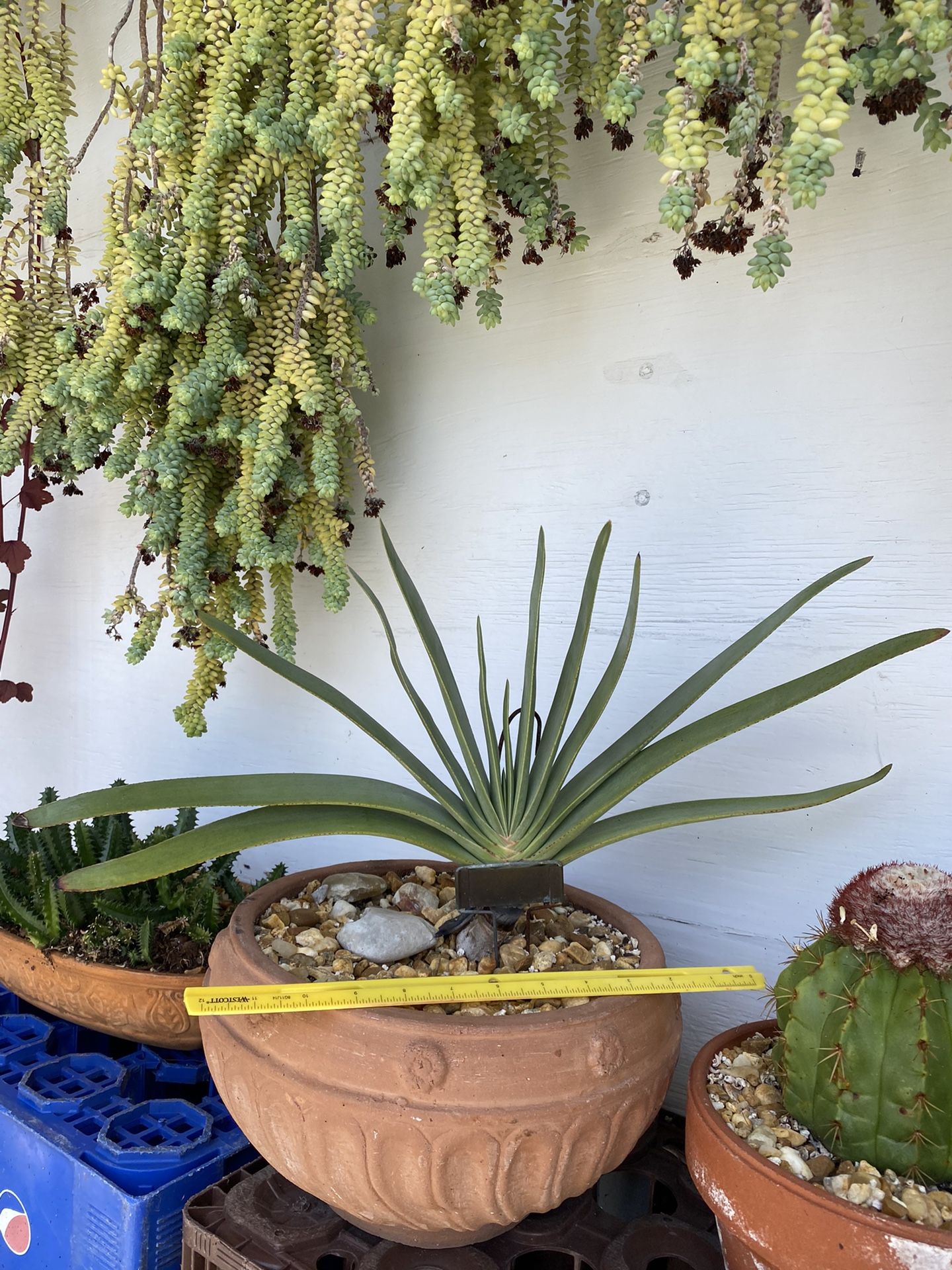 Aloe Plicatalis Large Rare Aloe Species 