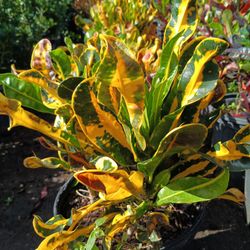 Croton Privacy Hedge Plants 🌿 3gl $6