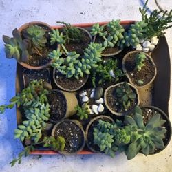 Succulents