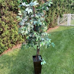 Benjamin Tree