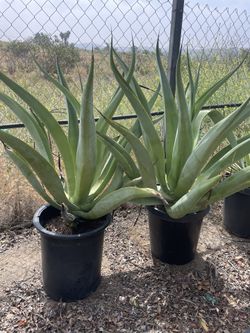 15 Gallon Octopus Agave