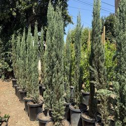 Italian Cypress 