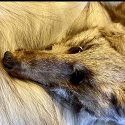 Red Fox Skin with Feet-LARGE 