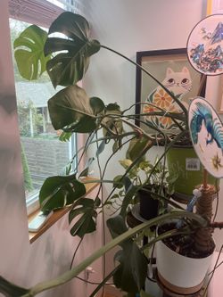 Philodendron in White Pot with Moss Pole — Live Houseplant