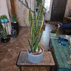 Sansevieria Snake Plants In Ceramic Pot With Shells 