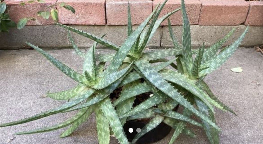 Aloe Spinosissima Plant