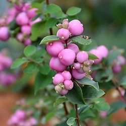 Native Snowberry Plants
