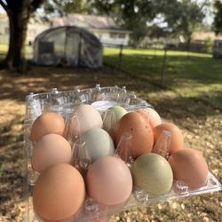 Farm eggs 