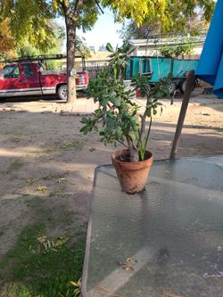 Jade Plant