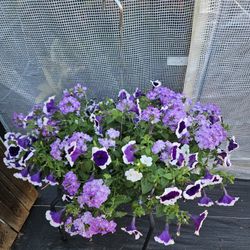 Combo Full Sun Live Plants 