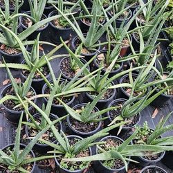 Savila/aloe Vera $5 1 Galon 