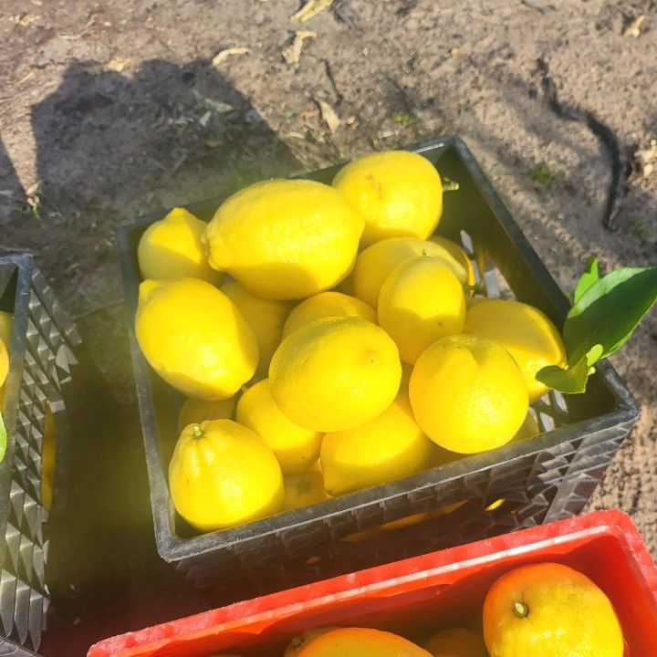 Organic Lemons