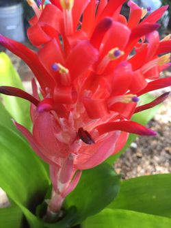 Flaming Torch Bromeliad 