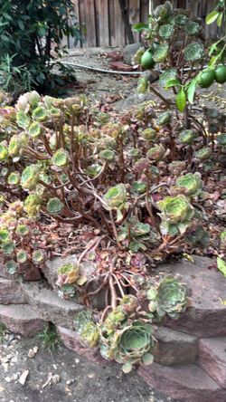 Lots of Succulent heads